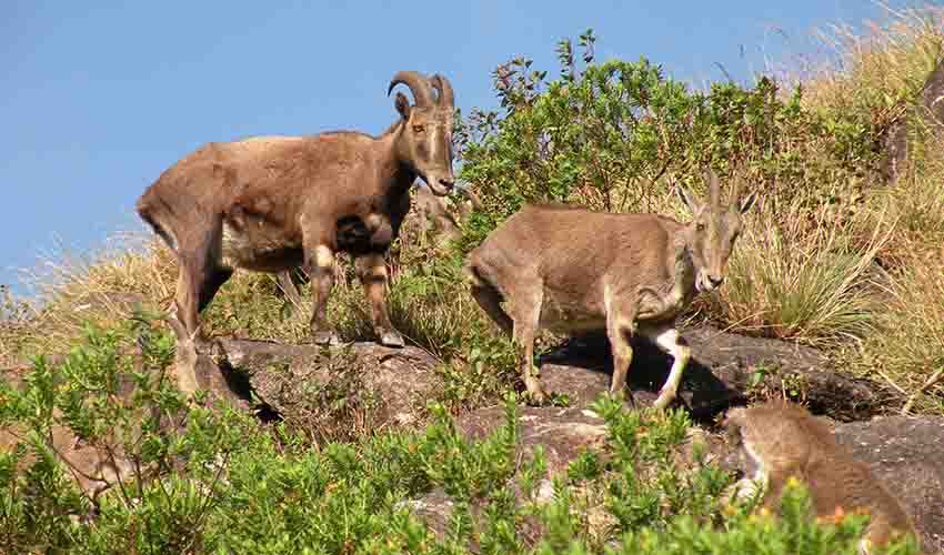 Nilgiri tahr facts, distribution & population | BioDB